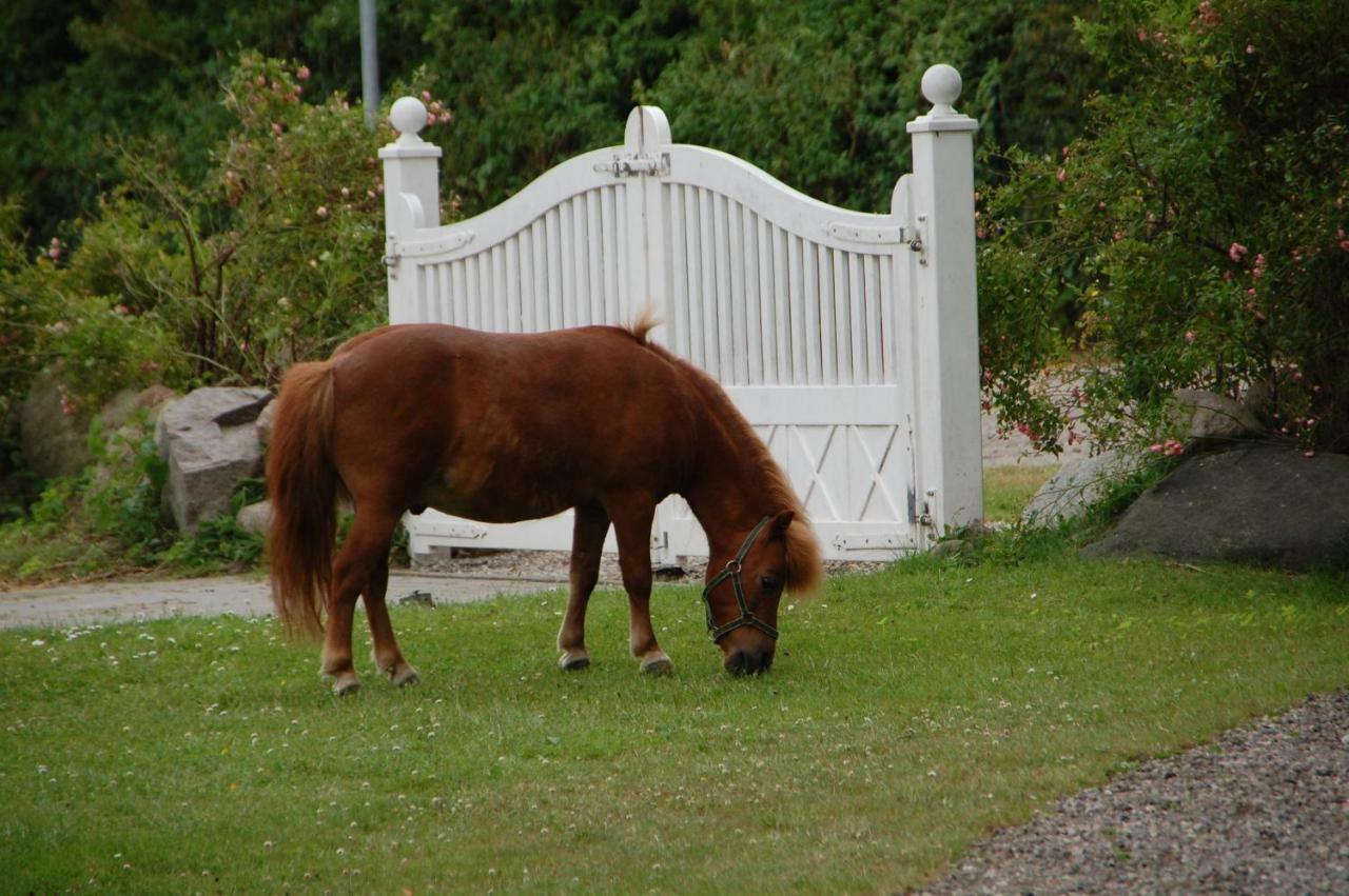 Ostseepferdehof Neukirchen  Exteriér fotografie